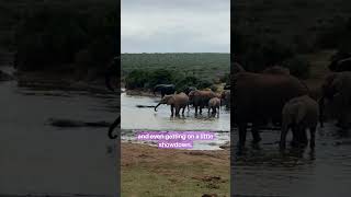 A Wild Self-Drive Safari in Addo Elephant Park