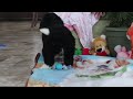 Bernedoodle dogs for sale: Daisy - Video 1