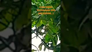 Download lagu Masteran Cucak Jenggot Besetan Tajam, Pedas, Pancingan #muraibatu #shots mp3 Download lagu Masteran Cucak Jenggot Besetan Tajam, Pedas, Pancingan #muraibatu #shots mp3