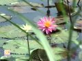 Bhajan Teri Maya Ka Na Paya Koi Par Yeh Mahima Teri Tu Hi Jaane Arya Samaj