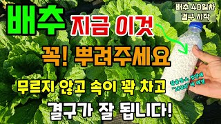 배추가 결구될때 꼭! 해주세요 무르지 않고 속이 꽉차고 단단해져요 배추 칼슘붕소 영양제 이걸 뿌려주면 단돈 …
