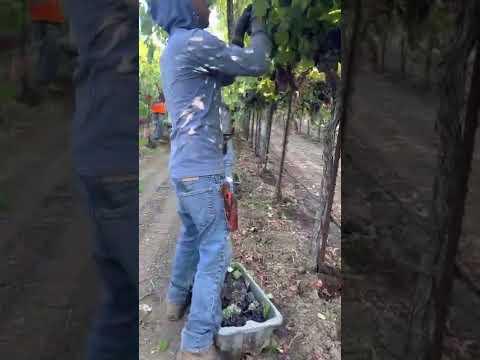 Picando Uva en el Valle de Napa CA