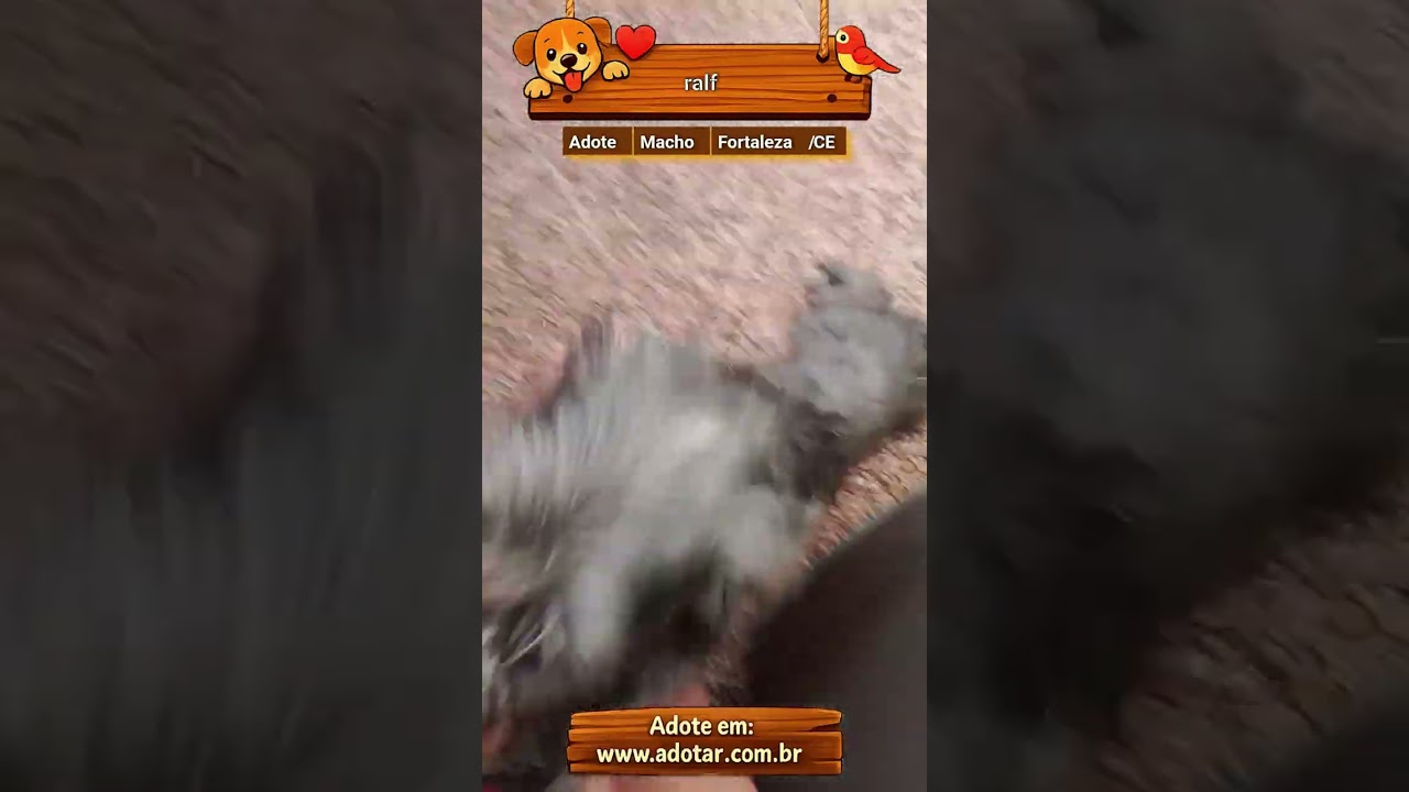 Cachorro raça SRD-ViraLata idade 1 ano nome ralf