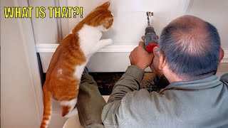 Curious Cats Doing Ridiculous Things 😂 | Funny Cats Compilation