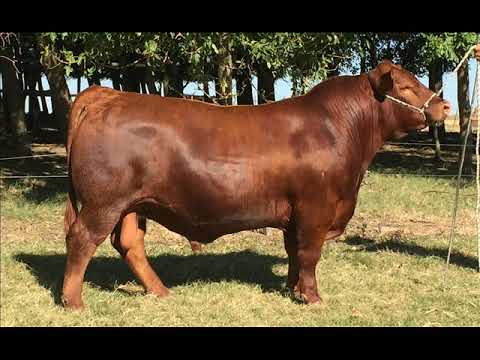 Rodrigo Fernández - Gte. Frigorífico Modelo