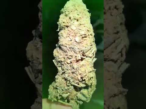 Kleinstadt Vibe - Gönni x Etepetete x Achtelf