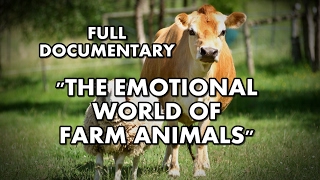 The Emotional World of Farm Animals | Full documentary