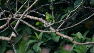 preview picture of video 'Green Racquet-tail (Philippine endemic bird)'