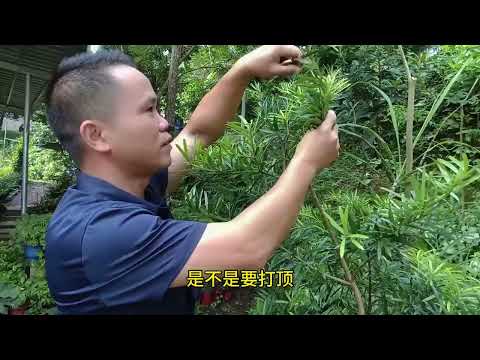 羅漢松修剪造型