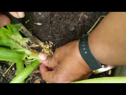 How to extract Squash Vine Borer (SVB)!