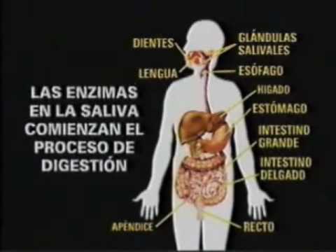 Sistemas del cuerpo humano