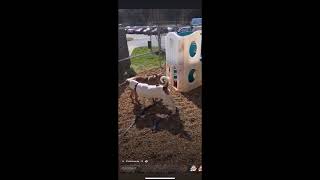 Video preview image #1 Mutt Puppy For Sale in Shelburne, VT, USA