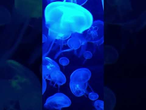 Underwater ambience short | | Background underwater sound for your relaxation