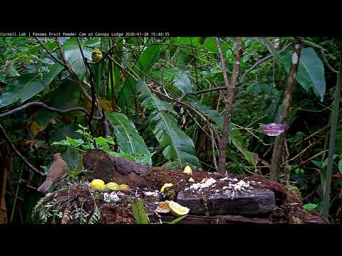 Mourning Warbler Spotted On Panama Fruit Feeder Cam – Jan 28, 2020