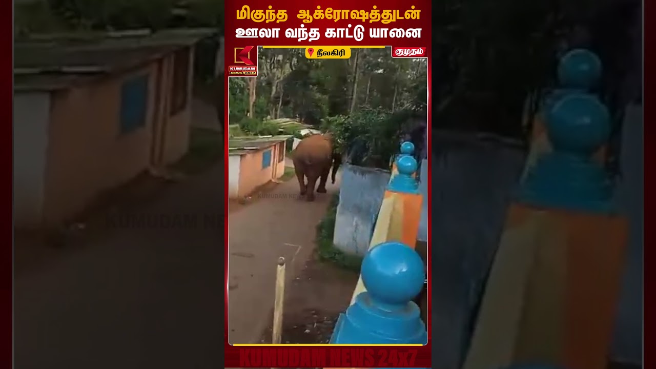 மிகுந்த ஆக்ரோஷத்துடன் ஊலா வந்த காட்டு யானை | #Nilgiris #WildElephant #Elephant #ForestNews #Wildlife