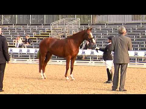 Bundeschampion 2014 - Dreijährige Reitponys (Stuten und Wallache): Tropensonne von Totilas