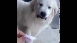 Dog in utter disgust