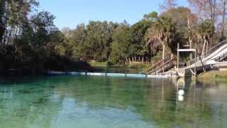 preview picture of video 'Manatees at Weeki Wachee Springs State Park in Hernando County Florida'