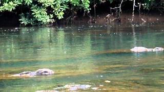 preview picture of video 'Yellow Drake on the Smith River - Brown Trout Feeding'