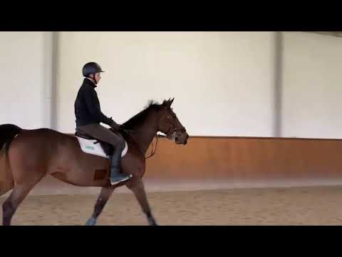 MRS MALOU, *2013 Holsteinerstute v. Magnus Romeo