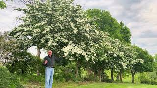 different Dogwood trees explained, native vs hybrids