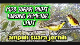 Download lagu suara pikat burung remetuk laut!!! auto poin anti zonk mp3 Download lagu suara pikat burung remetuk laut!!! auto poin anti zonk mp3