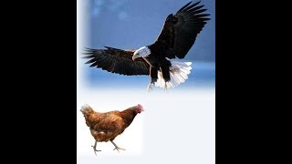 Eagles and Chickens (TruthTalk #3)
