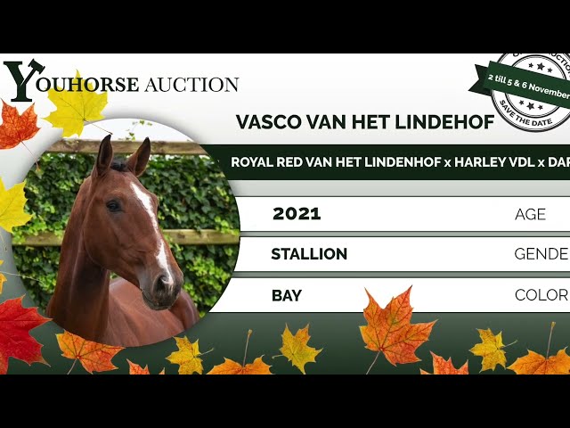 Vasco van het Lindehof just saddle broken