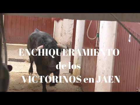 ENCHIQUERAMIENTO TOROS DE JAEN