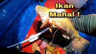 Download lagu redah aje bawah pokok! sapa sangka bawah pokok dapat ikan mahal ! ikan kayangan dan udang galah mp3