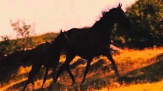 War Horse | Nobody said it was Easy (The Scientist) | Joey, Albert & Emillie