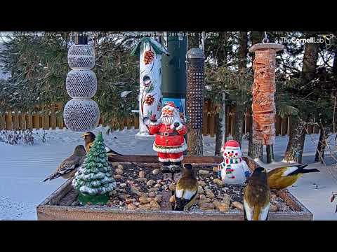 Evening Grosbeaks Crush Seeds On Frosty Day In Manitouwadge, Ontario – Dec. 10, 2019