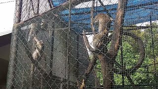 Download lagu Monyet kebun binatang. mp3