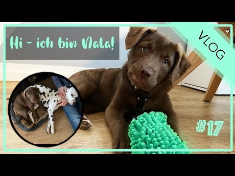 Ein neuer Hund wohnt bei den Pinselpfoten  | Weekly-Vlog 17 | Dalmatiner & Chihuahua