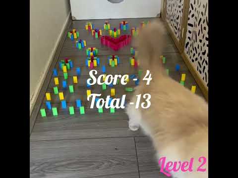 Ragdoll cat Zzinzy doing obstacle course from domino’s.