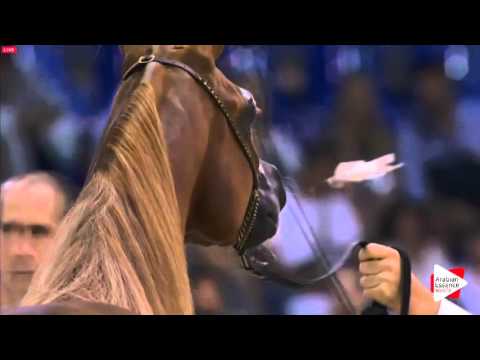 N.203 AJ MARZAN - Dubai 2016 - Colts 3 years old (Class 11)