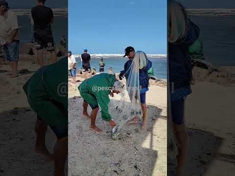 Tarrafeador Leandro, pescando tainhas, em Imbé, RS. #pescadetarrafa #tainhas #mullets #fishing