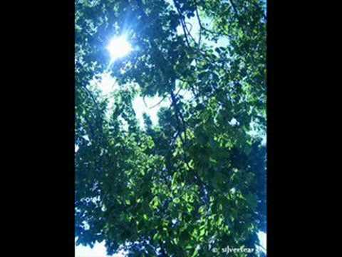 Melody of the Fallen tree