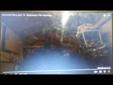 Mammal Story part 14 - Bagheera's Paw Bandage (2010)