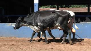 Vídeo 206 - 1ª ETAPA MEGA LIQUIDAÇÃO TOTAL AGROPECUÁRIA MARAJOARA - DIA 4 | GADO GIROLANDO E HOLANDÊS