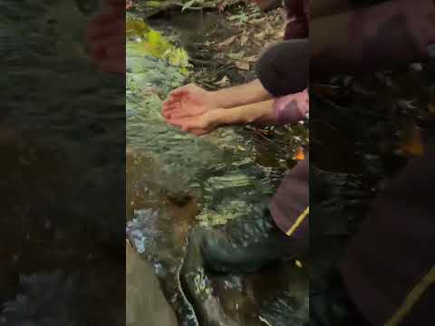 Um espetáculo de natureza nativa no ambiente urbano de Santa Terezinha de Itaipu.