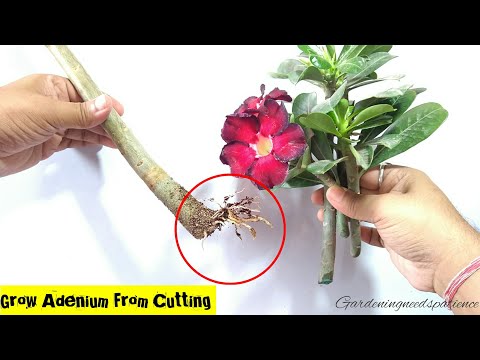 download lagu mp3 mp4 How To Propagate Desert Rose Plant, download lagu How To Propagate Desert Rose Plant gratis, unduh video klip How To Propagate Desert Rose Plant