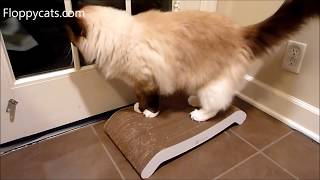 PetFusion Reversible Curve Scratcher Review - ねこ - ラグドール - Floppycats