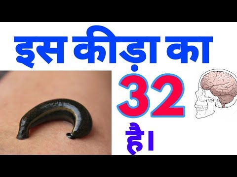 इस कीड़ा का 32 दिमाग है || Amazing facts || Interesting facts || in hindi | Explore Ha |