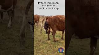 Download lagu Proses Induk sapi melahirkan #shorts #animal mp3