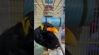 Download lagu #viral #burung #birdmaster #burungcerdas mp3 Download lagu #viral #burung #birdmaster #burungcerdas mp3
