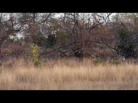 Djuma: Leopard-Hosana male passing through - 16:47 - 08/04/19