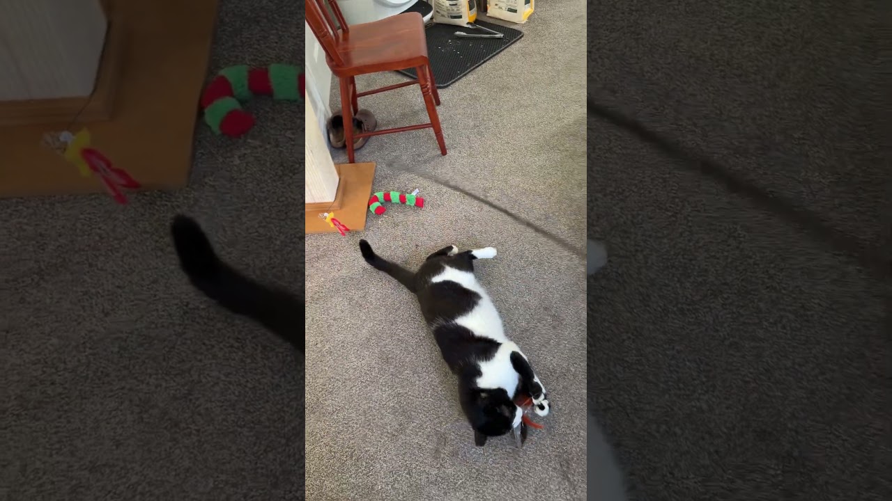 Enlarge Stud Muffin , an adoptable mixed breed in Benicia, CA video 6/6