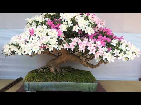 My favourite flowering bonsai part 4