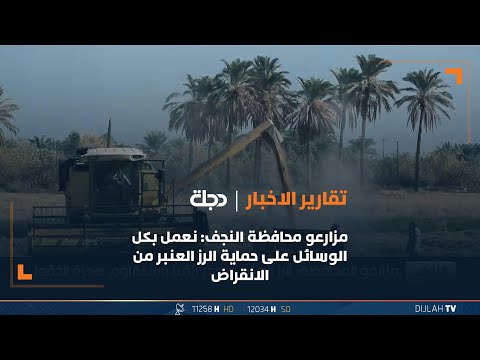 شاهد بالفيديو.. مزارعو محافظة النجف: نعمل بكل الوسائل على حماية الرز العنبر من الانقراض